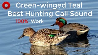 Greenwinged Teal Best Hunting Call Sound [upl. by Addis270]