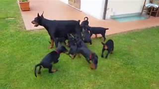 DOBERMANN ÇİFTLİĞİ   10 TANE DOBERMAN YAVRUSU  Efsane Doberman yavruları Puppy [upl. by Robma784]