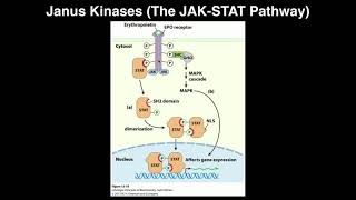 Biosignaling  Janus KinasesThe JAKSTAT Pathway [upl. by Anal]