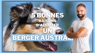 5 bonnes raisons dadopter un Berger Australien [upl. by Vano967]