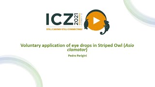 Voluntary application of eye drops in Striped Owl Asio clamator Spanish [upl. by Wendt]