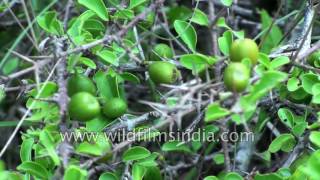 Canthium coromandelicum fruits [upl. by Zevahc134]