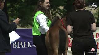 Bialka 2024 2nd Polish Classic Show Class 0A [upl. by Lynden]