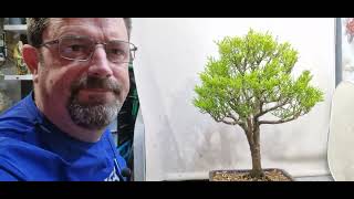 Working on my lemon cypress tree [upl. by Iahk]