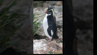 Rockhopper penguin [upl. by Uchish39]