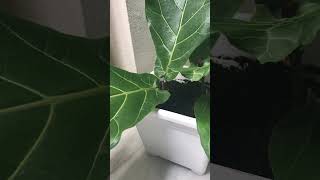 Cómo Propagar Ficus Lyrata por corte [upl. by Nabla]