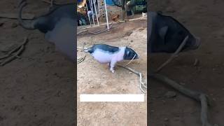 Against All Odds Inspirational Piglet Walks Freely with Just Two Legs shorts short [upl. by Haidebej]