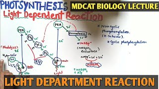 Light reaction of Photosynthesis  NMDCAT 2021  Cyclic and noncyclic photophosphorylation [upl. by Boone129]