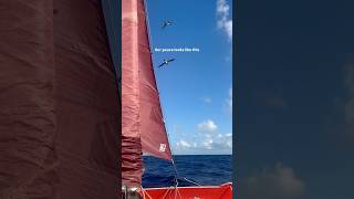 Our slice of heaven sailing sailinglife catamaran livingaboard [upl. by Eikcin]