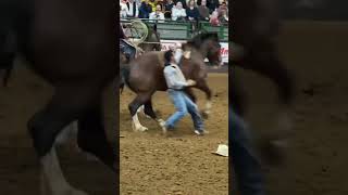 Fort Worth Stockyards Rodeo [upl. by Myles302]