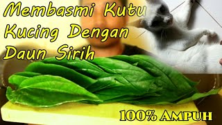 Membasmi Kutu Kucing Dengan Daun Sirih Rontok Seketika [upl. by Niobe]