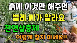 흙에 이것만 해주면 벌레 씨가 말라요 천연살충제 이렵게 찾지마세요 농사가 편해집니다 벌레퇴치방법 [upl. by Siaht]