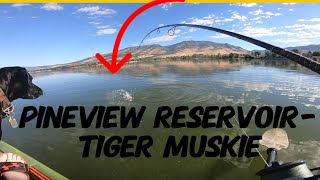 Tiger Muskie  pineview Reservoir The one that got away [upl. by Anaiviv]