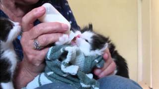 403 MommaCat Lily Bottle Feeding 4 Week Old Kittens [upl. by Otsuj]