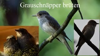 Grauschnäpper Muscicapa striata [upl. by Serge]