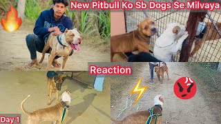 Bhura Ko Apna Sabhi Dogs Se Milvaya🔥But Chintu Ki Sath Panga Hogya😰 [upl. by Laflam]