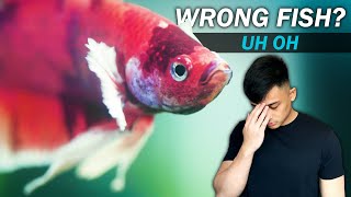 10K SUB GIVEAWAY  They shipped the wrong betta fish Unexpected DOUBLE unboxing fish room vlog [upl. by Gwennie]