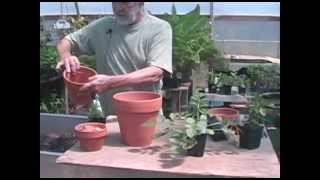 Repotting Salvias The basics [upl. by Reinke]