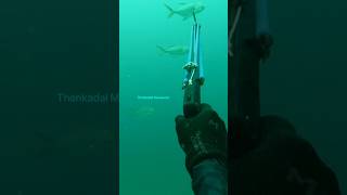 Speargun fishing thenkadalmeenavan shorts [upl. by Seymour]