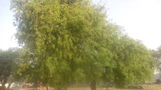 Sheesham Tree in Rural India [upl. by Asyram299]