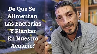 🔵 De Que Se Alimentan Las Bacterias Y PlantasCompuestos Orgánicos E Inorgánicos En El Acuario [upl. by Mihalco225]