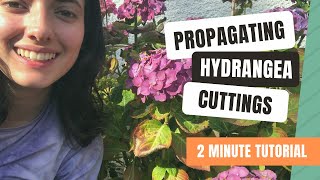 How To Propagate Hydrangea From Cuttings Quick amp Easy Guide [upl. by Hamid]