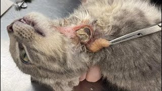 Removing A Large Botfly From Cats Neck Part 17 [upl. by Neilla730]