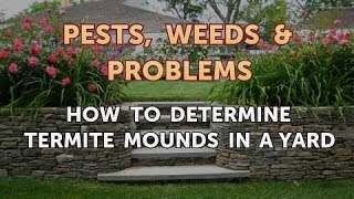 How to Determine Termite Mounds in a Yard [upl. by Tala]