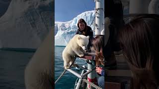 🐻‍❄️ Tiny Polar Bears Heartwarming Rescue 😍 PolarBearRescue WildlifeConservation ArcticAnimals [upl. by Smada]