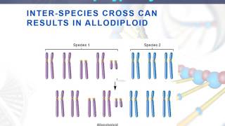 Lesson 93 Allopolyploidy [upl. by Attegroeg]