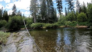 Fly Fishing NW Montana  An Afternoon With the Dog [upl. by Aihsenyt]