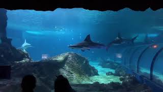 Marineland theme park In French Riviera FRANCE part 2 [upl. by Hgeilyak509]