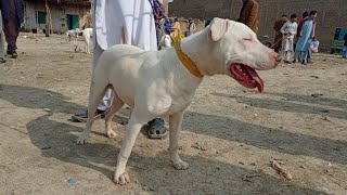 kohati gultair dog  white gultair dogs  gultair dog  kohati gultair dog  gultair dog biography [upl. by Refinej]