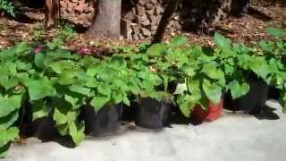 Sweet Potatoes Grown in Pots Tallahassee Florida [upl. by Rolanda]