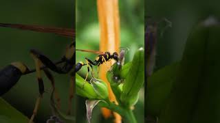 Mud dauber wasp hunting for jumping spiders wasp macrovideo [upl. by Eekram]