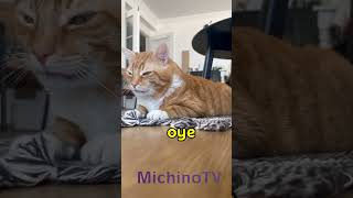 YA llevamos 25 AÑOS juntos 😹😹😹 gatos cat humor gatosgraciosos gatoschistosos [upl. by Toma895]