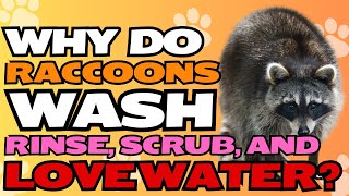 Why Do Raccoons Wash Rinse Scrub and Love Water 🦝💦 [upl. by Gruchot]