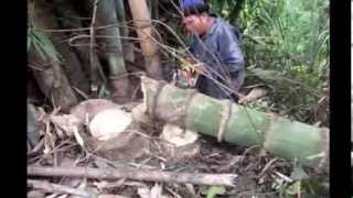 Giant Bamboo Biggest in Thailand 1 [upl. by Enajaras]