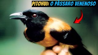 Pitohui O Pássaro Venenoso [upl. by Sterner]