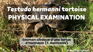 Tortoise physical examination Testudo hermanni [upl. by Ahtenak]