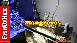 Adding Mangroves To Display Refugium [upl. by Ardnohs]