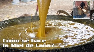 Cómo se hace la Miel de Caña Trapiche La Mariana [upl. by Adelbert]