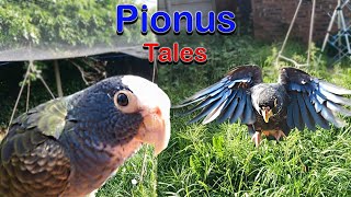 Pionus Parrot Free Flying Training in the Garden [upl. by Fillander294]