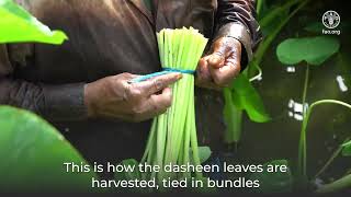 Reducing Postharvest Food Losses of Dasheen Leaves in Trinidad and Tobago [upl. by Inaboy]