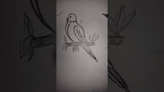 Parrot beutiful pancil drawing shorts trending short feed [upl. by Gerrald]