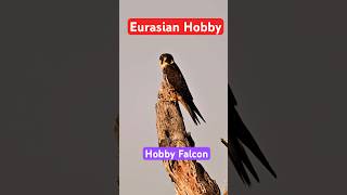 Eurasian Hobby Falco subbuteo [upl. by Berky]