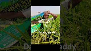 Acsen star hybrid paddy varieties dabang this paddy farmer interested [upl. by Corsiglia]