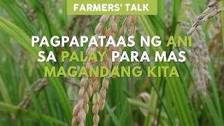 Farmers Talk Pagpapataas ng Ani sa Palay Para Mas Magandang Kita [upl. by Uri]