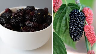 All About Mulberries How to Eat Them and Taste Test [upl. by Ysle]