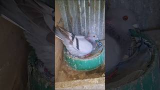 Making Pigeon amp birds nest HPG pingeon nest kabootar [upl. by Landan]